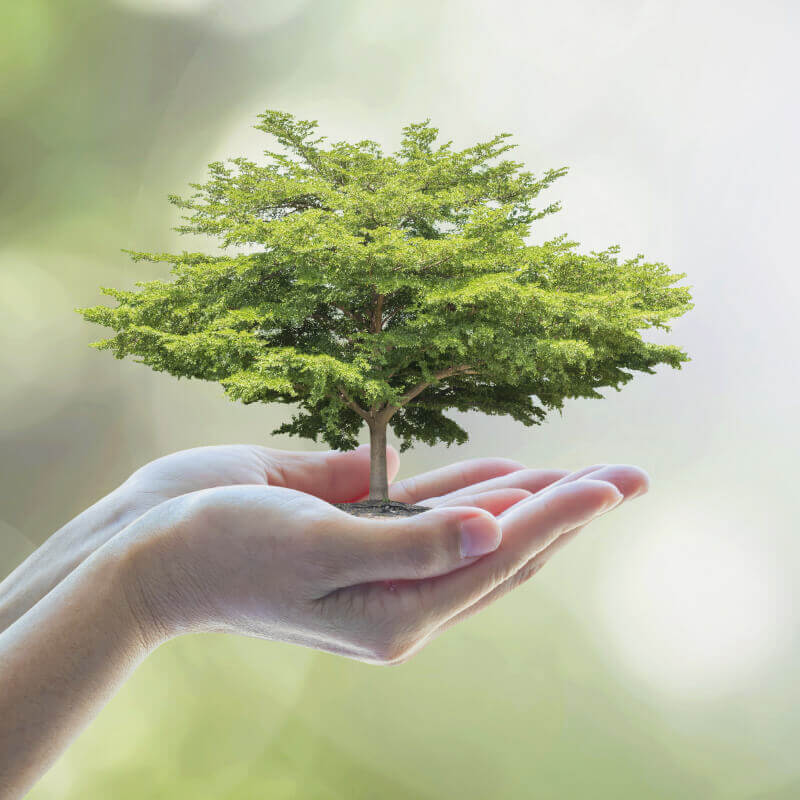 Image: Tiny tree in a persons hands
